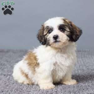 Leo, Teddy Bear Puppy